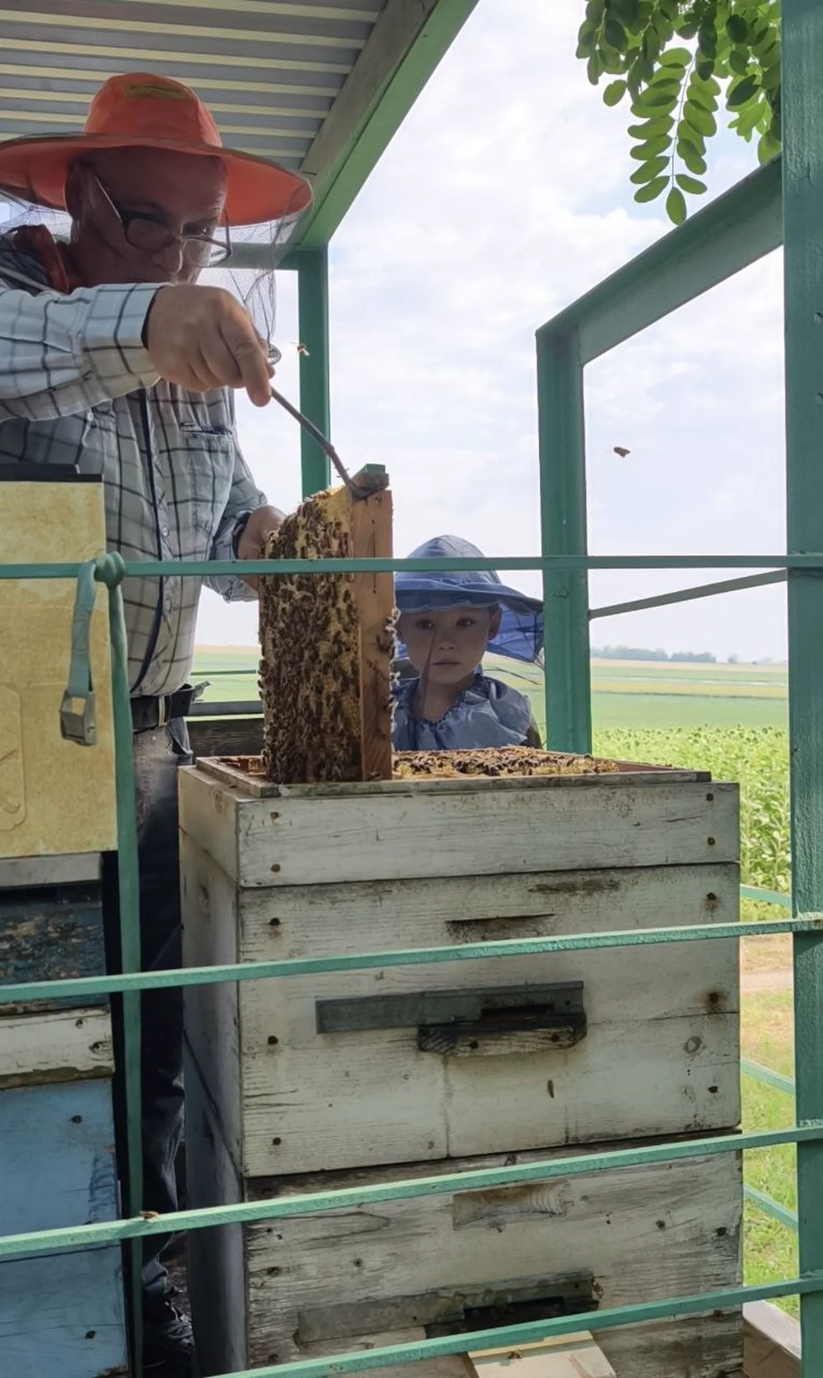 Дедушка с ребёнком работают у ульев
